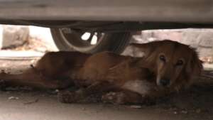 Brownie hiding under the car before treatment