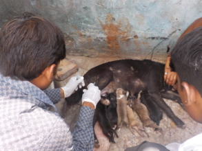 Lactating mother being treated in her home-ground