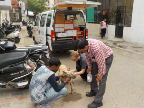 Helping a dog in a residential area