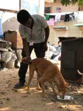 Vaccinating street dog while it is eating
