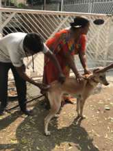 People were happy to get street dogs vaccinated