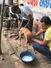Community dog feeders helping in vaccinations