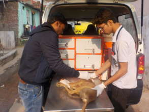 Treating a severely malnourished puppy