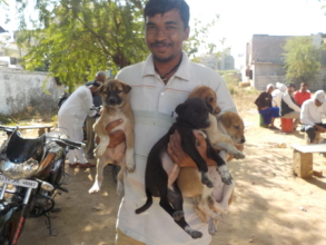 Puppies vaccinated against rabies