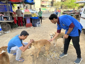 Anti Rabies vaccination drive for city stray dogs