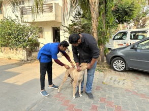 Anti Rabies vaccination drive for city stray dogs