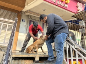 Anti Rabies vaccination drive for city stray dogs