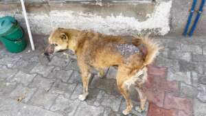 Balu was suffering from a severe skin disease