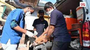 Vet treat a Dog with ear infection