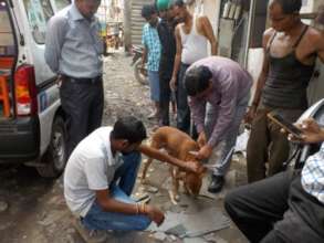 Vaccinating a street dog against rabies