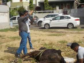 Providing IV fluids to a severely ill street cow