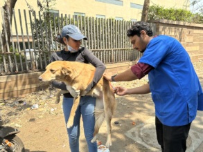 Anti-Rabies Vaccination Drive