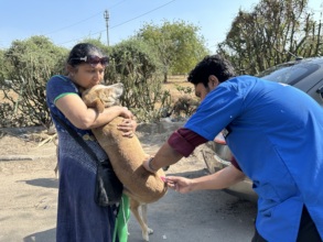 Anti-Rabies Vaccination Drive