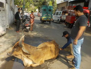 Treating an emaciated cow