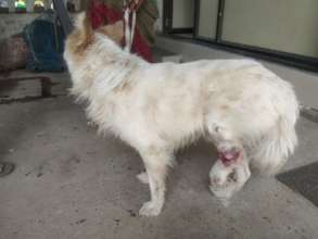 Dog with severe leg infection