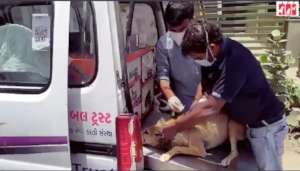 Moti treated by our vet