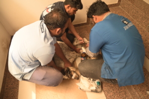 dog is treated for leg injury